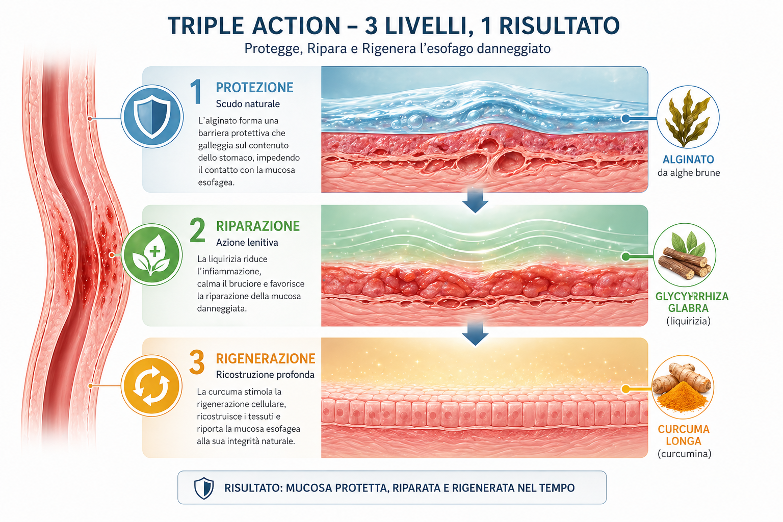 Infografica Triple Action protezione riparazione rigenerazione