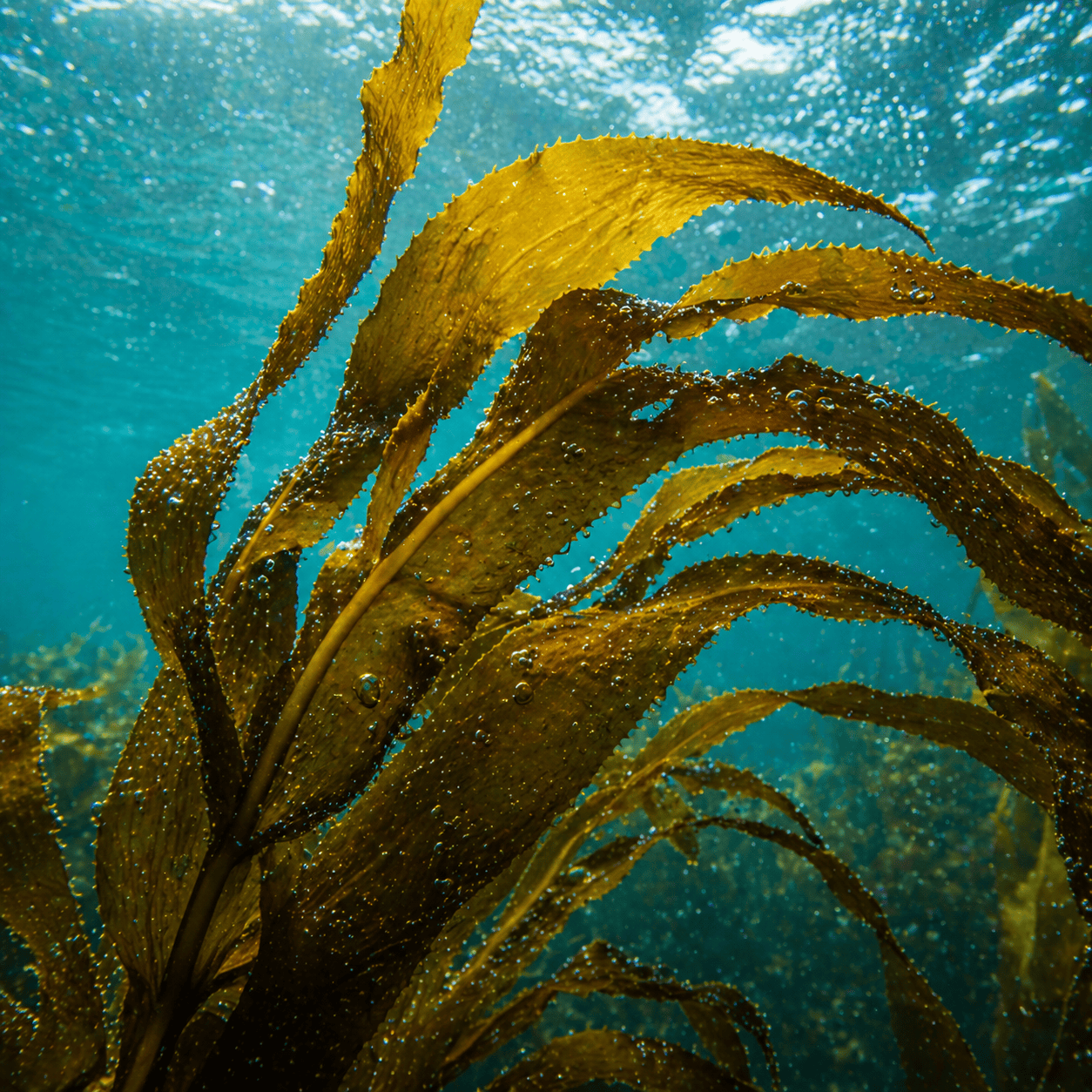 Alghe brune nel mare