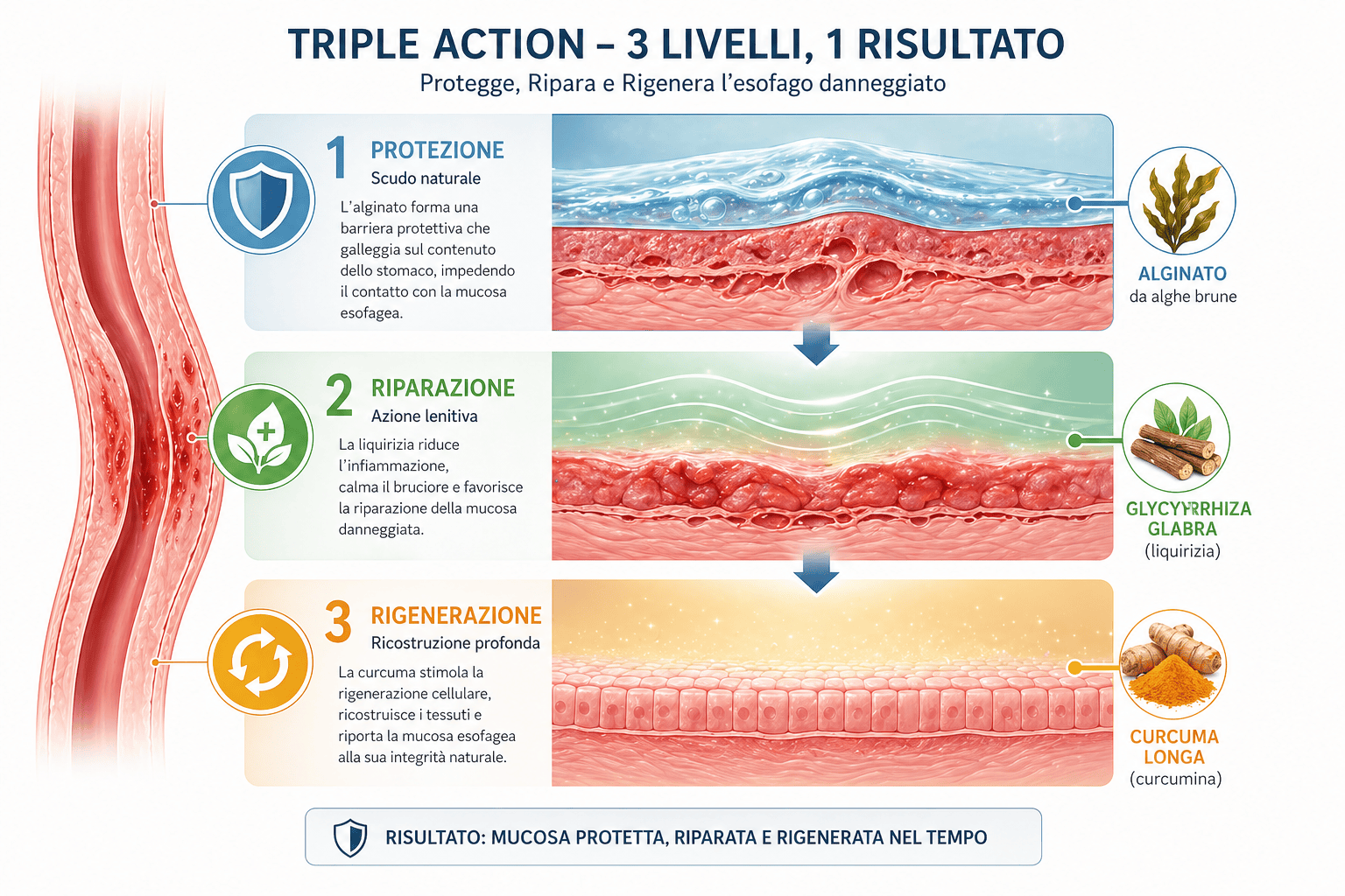 Infografica Triple Action protezione riparazione rigenerazione